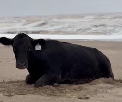 Thumbnail for Cow Survives 11-Mile Flood, Lands on Old Bar Beach After NSW Rains