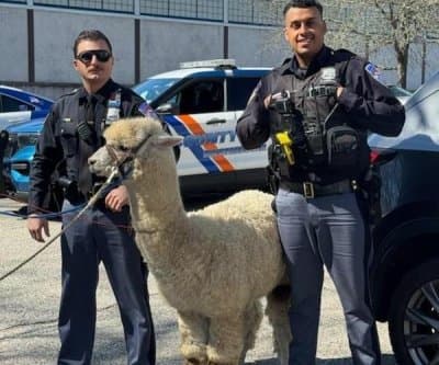 Thumbnail for Viral Chaos: Loose Alpaca Causes Wild Scene in New York—Drama Unfolds!