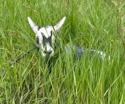 Thumbnail for 15 Goats Stage Great Escape on Maine Turnpike, Halt Traffic
