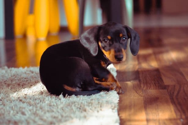 1 year old dachshund ignores owner until deer TV mentioned