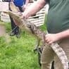 Thumbnail for Four-Foot-Long Caiman Used as Guard Dog in UK Drug Bust Shocks Everyone