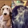 Thumbnail for Dog’s Ghostly Face Reappears On New Puppy’s Fur, Stuns British Pet Owner