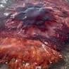 Thumbnail for Giant Lion's Mane Jellyfish Invades Maine Beach, Shocks Tourists