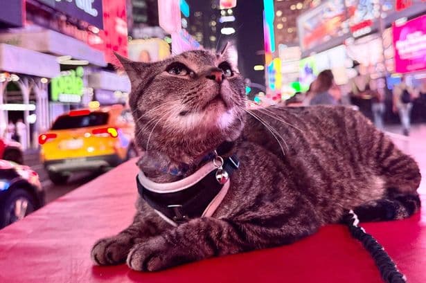 100 mile stowaway cat rides family van roof unnoticed for hours