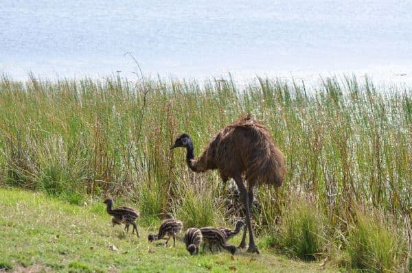 Thumbnail for Emus, Potato Point, and 12 Swimmers Revive Wild Aussie Coastline