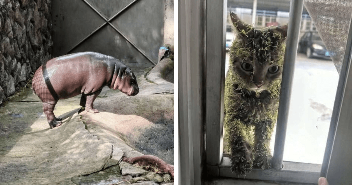 Thumbnail for 101 Hilarious Animal Moments Caught On Camera Will Make You Question Reality